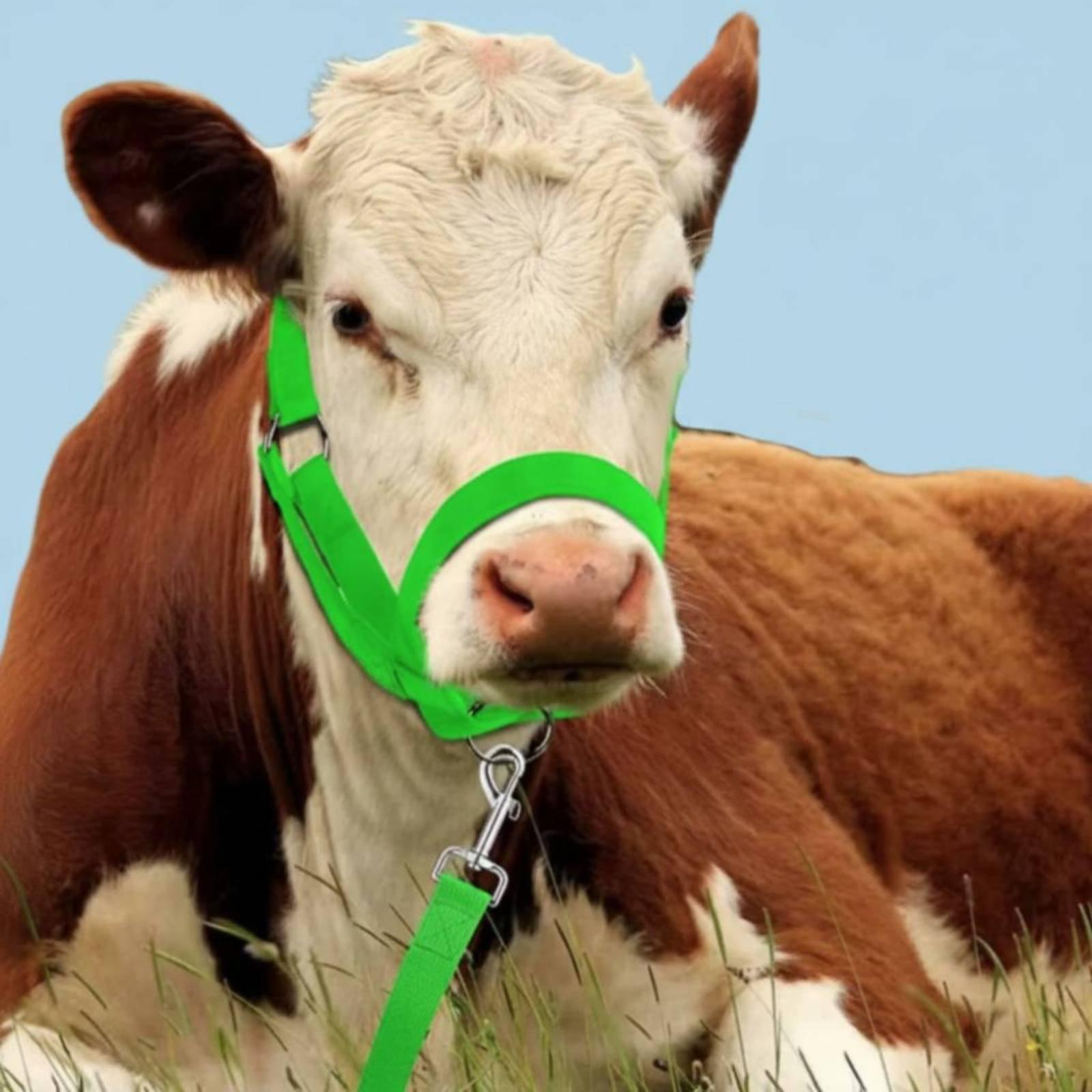 Heavy Duty Cow Halter Lead Rop - огляд і ціна Headcollar Rope Set
