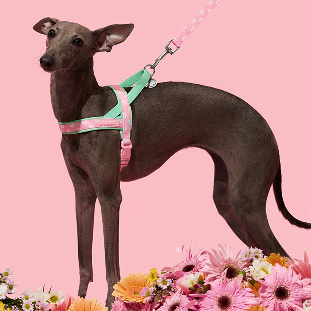Luxury Pet Chest Strap Tractio - огляд і ціна Headcollar Rope Set
