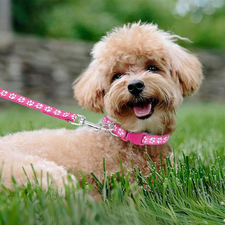 Dog Paw Print Pet Traction Rop - огляд і ціна Headcollar Rope Set